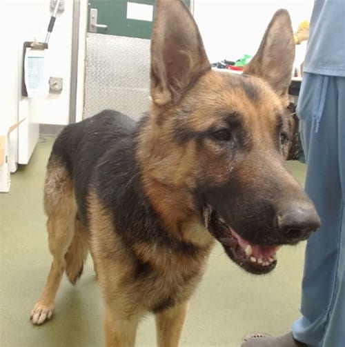 Photo of Marvin, adoptable German Shepherd Dog in San Bernardino, California