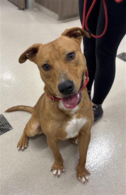 Photo of Bob Barker, adoptable Pit Bull Terrier in Baytown, Texas