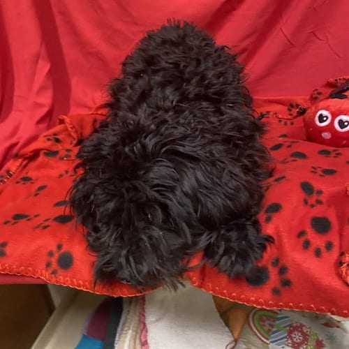 Photo of A614831, adoptable Poodle (Miniature) in Modesto, California