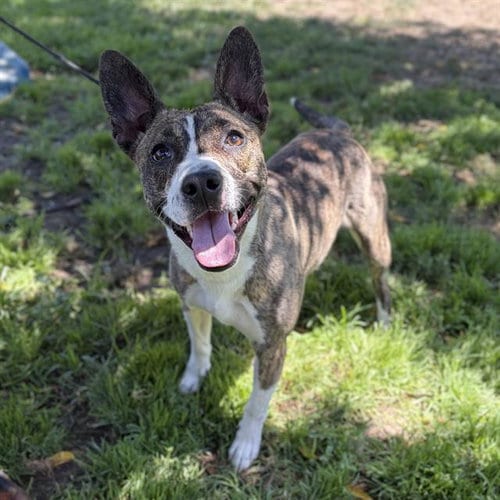 Photo of Socks, adoptable Staffordshire Bull Terrier in Modesto, California