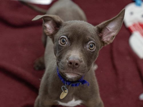 Photo of Canelo, adoptable Pit Bull Terrier in Denver, Colorado