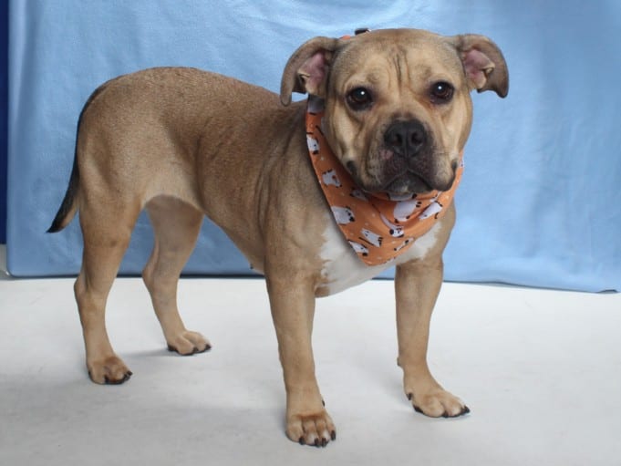 Photo of Georgia, adoptable American Staffordshire Terrier