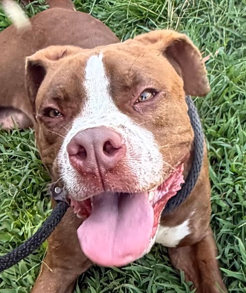 Photo of Kyle, adoptable Boxer in Carrollton, Georgia