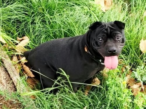 Photo of Ming, adoptable Chinese Shar-Pei in Martinez, California