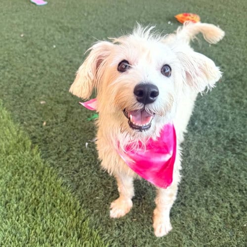 Photo of Carly, adoptable Terrier in Phoenix, Arizona