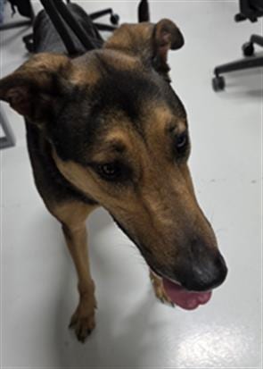 Photo of Goodloe, adoptable German Shepherd Dog in Temple, Texas