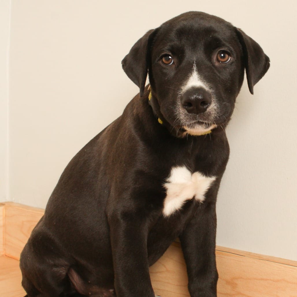 Photo of Bennie D71173, adoptable Collie, Border / Mixed Breed (Medium) in Minnesota, Minnesota