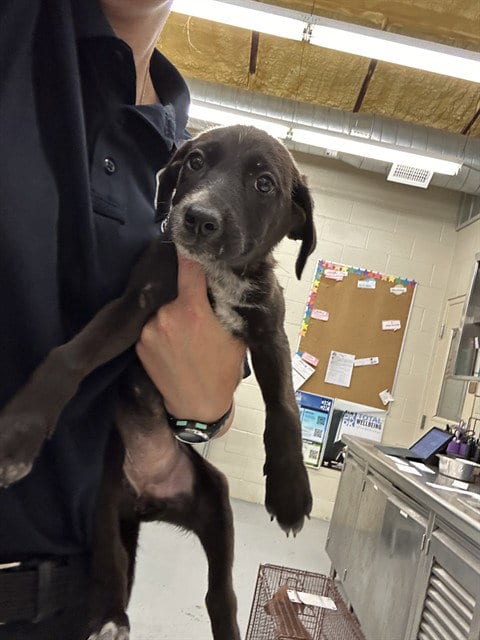 Photo of Potion, adoptable Pit Bull Terrier in Waco, Texas