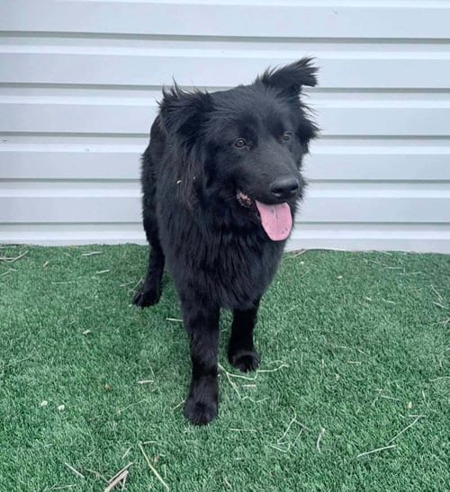 Photo of Sponsor Or, adoptable Flat-coated Retriever in Grafton, Wisconsin
