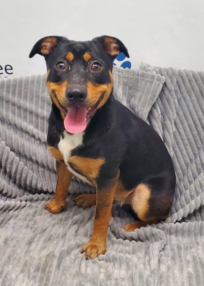 Photo of Cubby (7149), adoptable Australian Cattle Dog/Blue Heeler in Lake City, Michigan