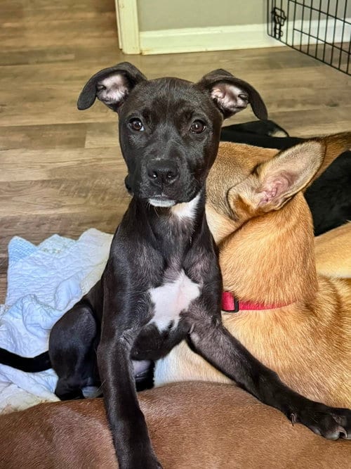 Photo of Elara - stormie litter, adoptable American Staffordshire Terrier in Holly Springs, North Carolina