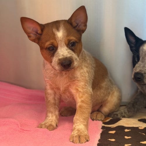 Photo of Ron, adoptable Australian Cattle Dog/Blue Heeler in Canton, Connecticut