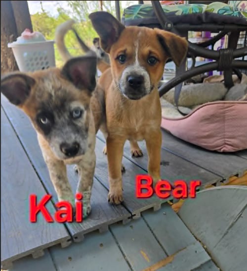 Photo of Bear, adoptable Australian Shepherd in Williamsburg, New Mexico