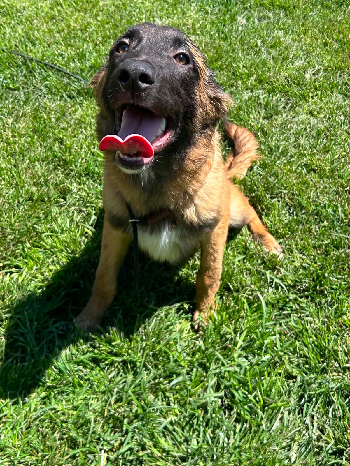 Photo of Poo Bear, adoptable Belgian Malinois / St Bernard / German Shepherd Dog in Bellflower, California
