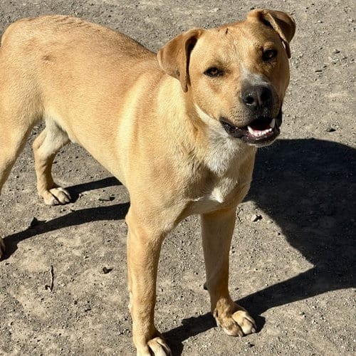 Photo of BoBo, adoptable Rottweiler in Yreka, California
