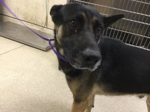 Photo of Baby, adoptable German Shepherd Dog in Riverside, California