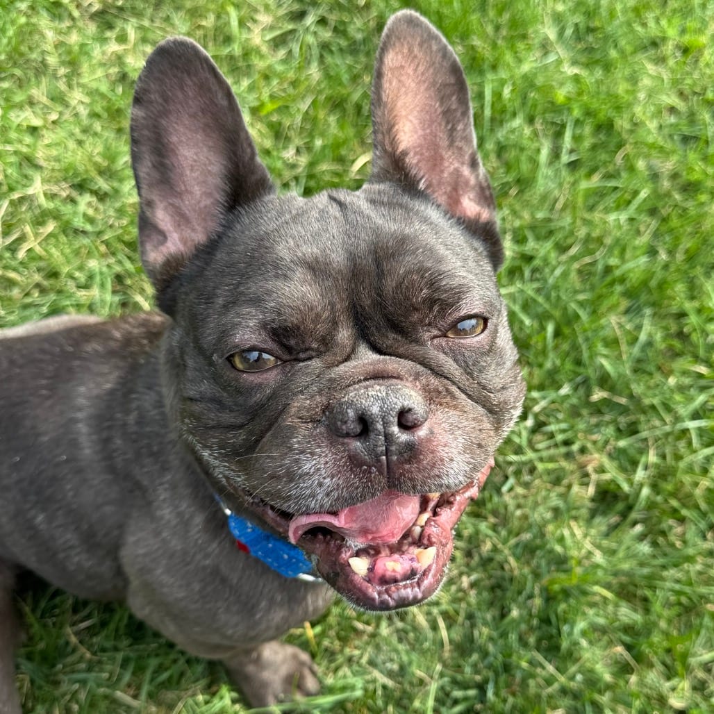 Photo of Momo, adoptable Mixed Breed (Small) in Medford, Oregon
