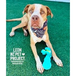 Photo of Leon, adoptable Mixed Breed (Medium) in Kansas City, Missouri