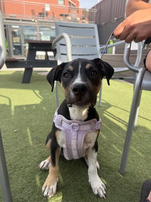 Photo of Dora, adoptable Unknown breed (short coat) in Fort Collins, Colorado