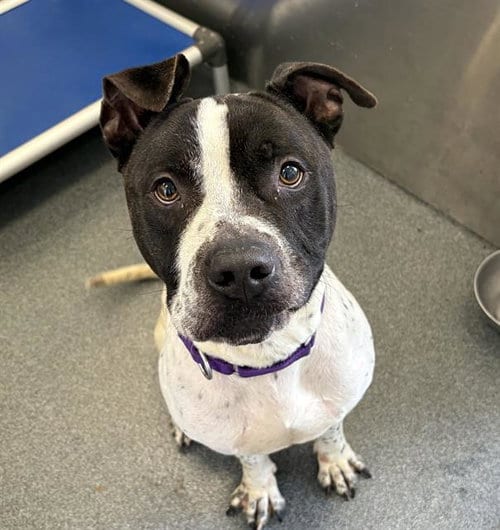 Photo of Kaige, adoptable Pit Bull Terrier in Dallas, Texas