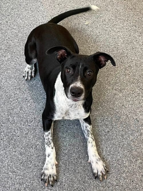 Photo of Kori, adoptable Labrador Retriever in Low Moor, Virginia