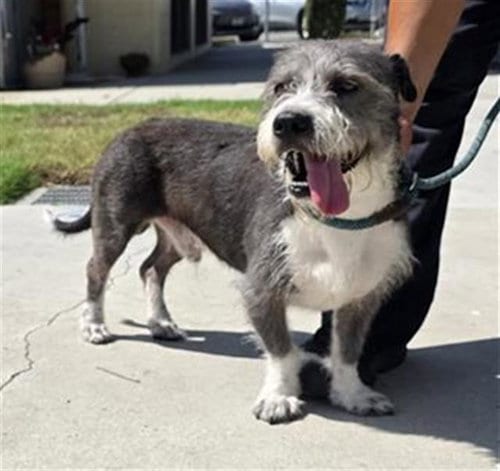 Photo of Ace, adoptable Miniature Schnauzer in Downey, California