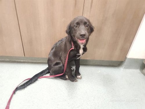 Photo of Magic, adoptable Labrador Retriever in Baytown, Texas