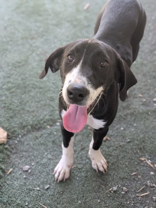 Photo of Fred, adoptable Labrador Retriever in garner, North Carolina