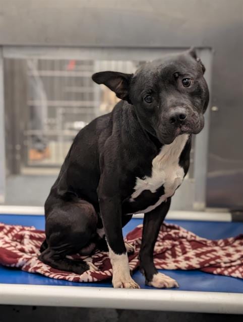 Photo of Blanket, adoptable Mixed Breed