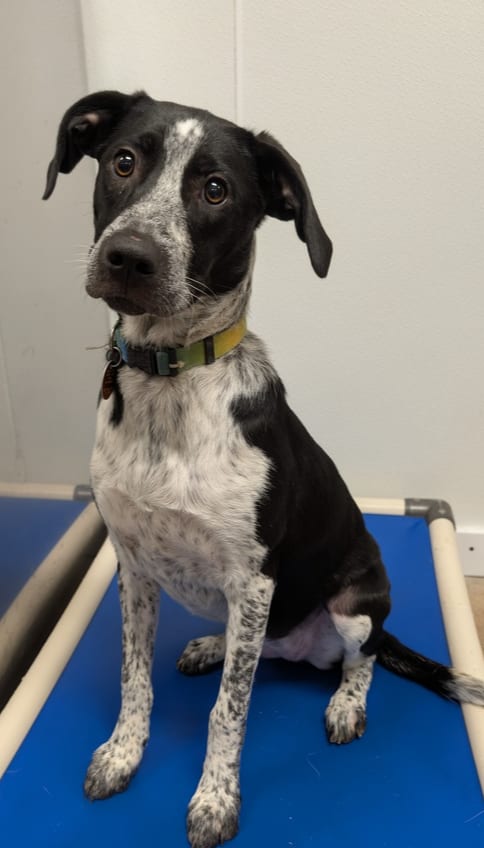 Photo of Bravery, adoptable Border Collie in Bolivar, Missouri