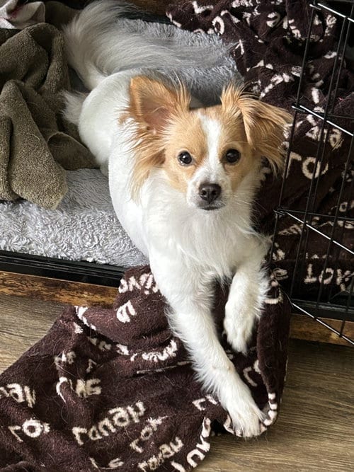 Photo of Mitch, adoptable Papillon in Agoura Hills, California