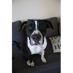 Photo of Anne, adoptable Terrier (Unknown Type, Medium) in Doral, Florida