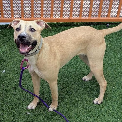 Photo of Honey, adoptable Pit Bull Terrier in Las Vegas, Nevada
