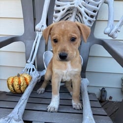 Photo of Louie, adoptable Shepherd (Unknown Type) Mixed Breed (Medium) in Frederick, Maryland
