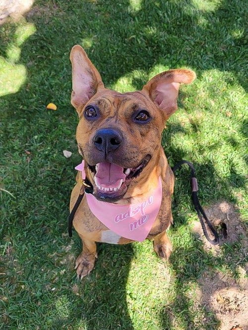 Photo of Avia, adoptable Boxer in Dana Point, California