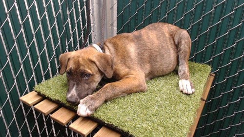 Photo of Roger, adoptable Pit Bull Terrier in Downey, California