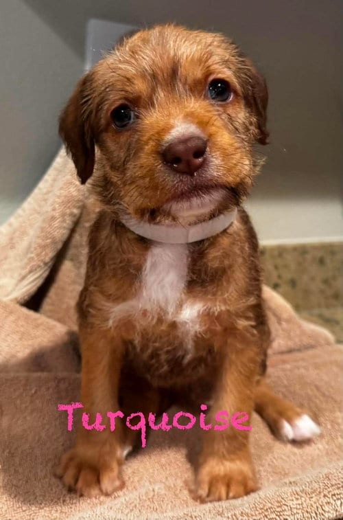 Photo of Turquoise, adoptable Pit Bull Terrier in Mission Viejo, California