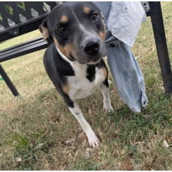 Photo of Flower, adoptable Australian Cattle Dog in Texas City, Texas