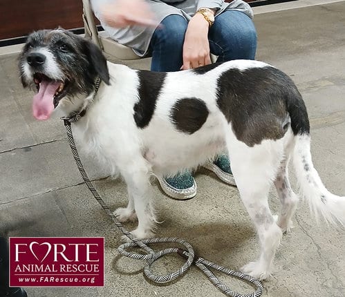 Photo of Rokky, adoptable Airedale Terrier in Marina del Rey, California
