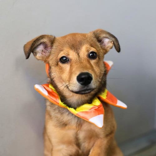 Photo of Ginny Lou, adoptable Hound in San Antonio, Texas