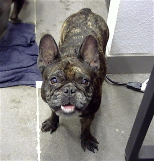 Photo of Karpatka, adoptable French Bulldog in Mesa, Arizona
