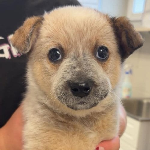 Photo of Jameson, adoptable Australian Cattle Dog/Blue Heeler in Normal, Illinois