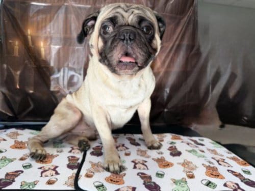 Photo of Ray, adoptable Pug in Chatsworth, California