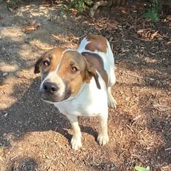 Photo of Katara JuM, adoptable Catahoula Leopard Dog Australian Cattle Dog in Hartford, Connecticut