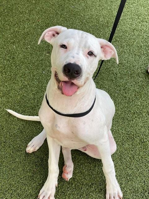 Photo of Simpson, adoptable Pit Bull Terrier in Fayetteville, North Carolina