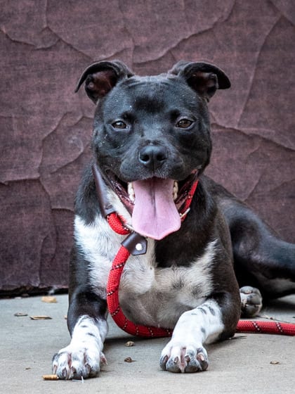 Photo of Branwen-IN FOSTER, adoptable dog in Chamblee, Georgia