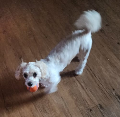 Photo of D128 Litter Nala PLEASE READ BIO FIRST, adoptable Bichon Frise in Livonia, Michigan