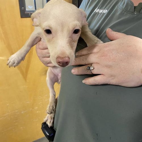 Photo of A614786, adoptable Chihuahua in Modesto, California