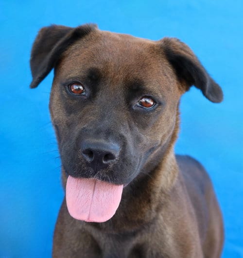 Photo of Shadow, adoptable Labrador Retriever in Pasadena, California