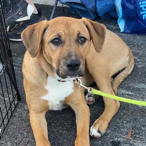 Photo of Snickers, adoptable Labrador Retriever in Mobile, Alabama